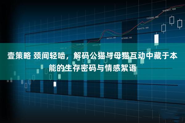 壹策略 颈间轻啮，解码公猫与母猫互动中藏于本能的生存密码与情感絮语